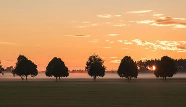 В субботу в Беларуси пройдут массовые посадки зеленых насаждений
